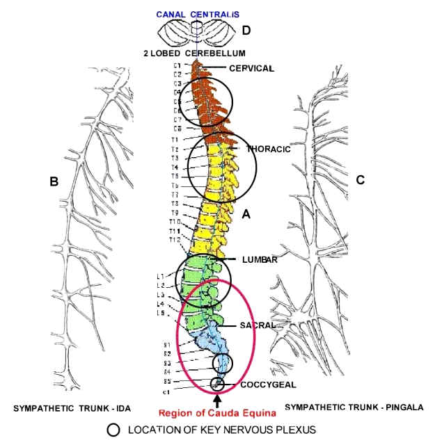 ProBiotic Anatomy